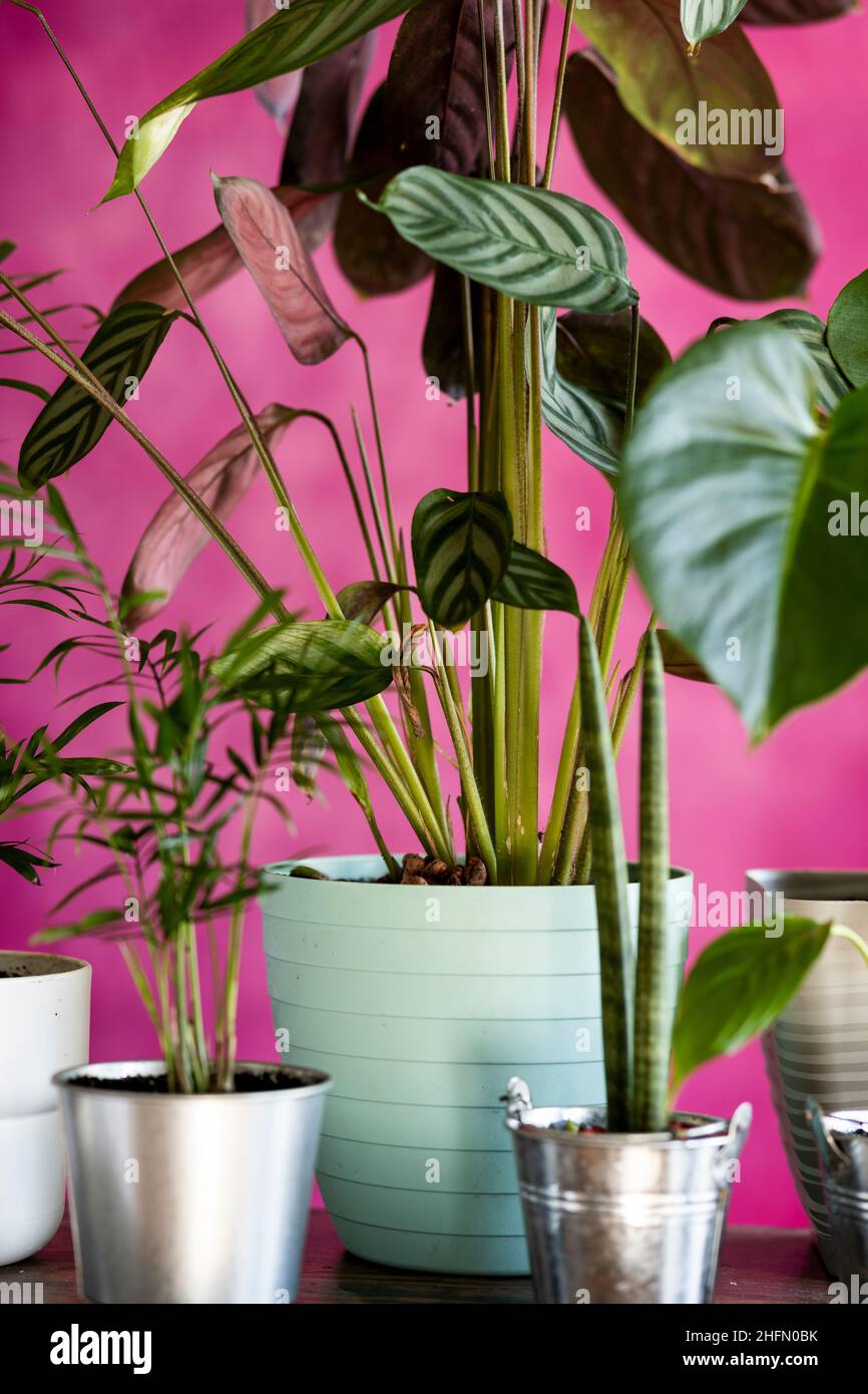 Assortiment de plantes à la maison avec fond rouge et pots colorés Banque D'Images