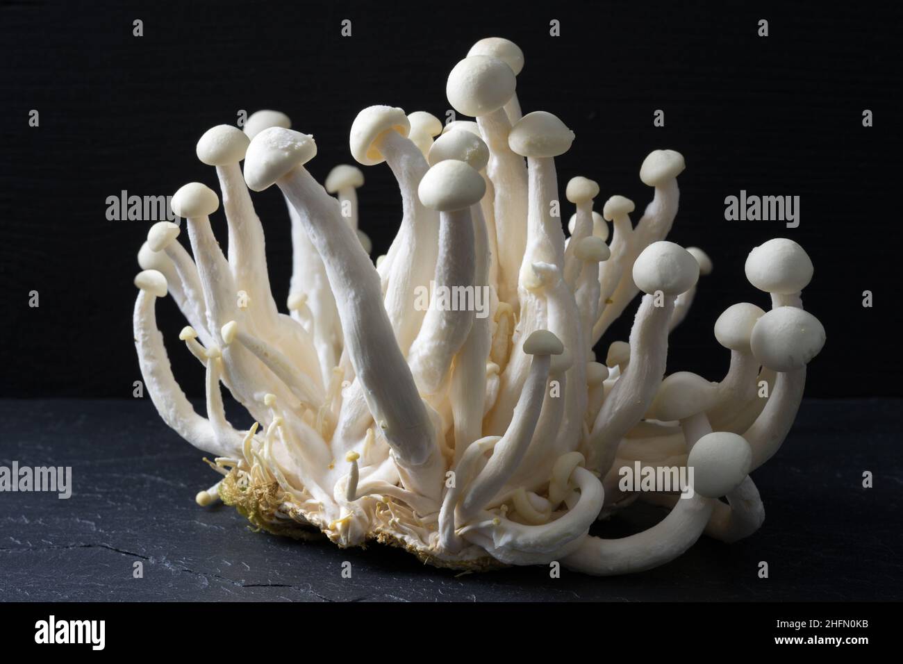 Shimeji, champignons blancs à coquille, gros plan, isolés sur fond noir, Hypsizygus testsellates, frais et crus Banque D'Images