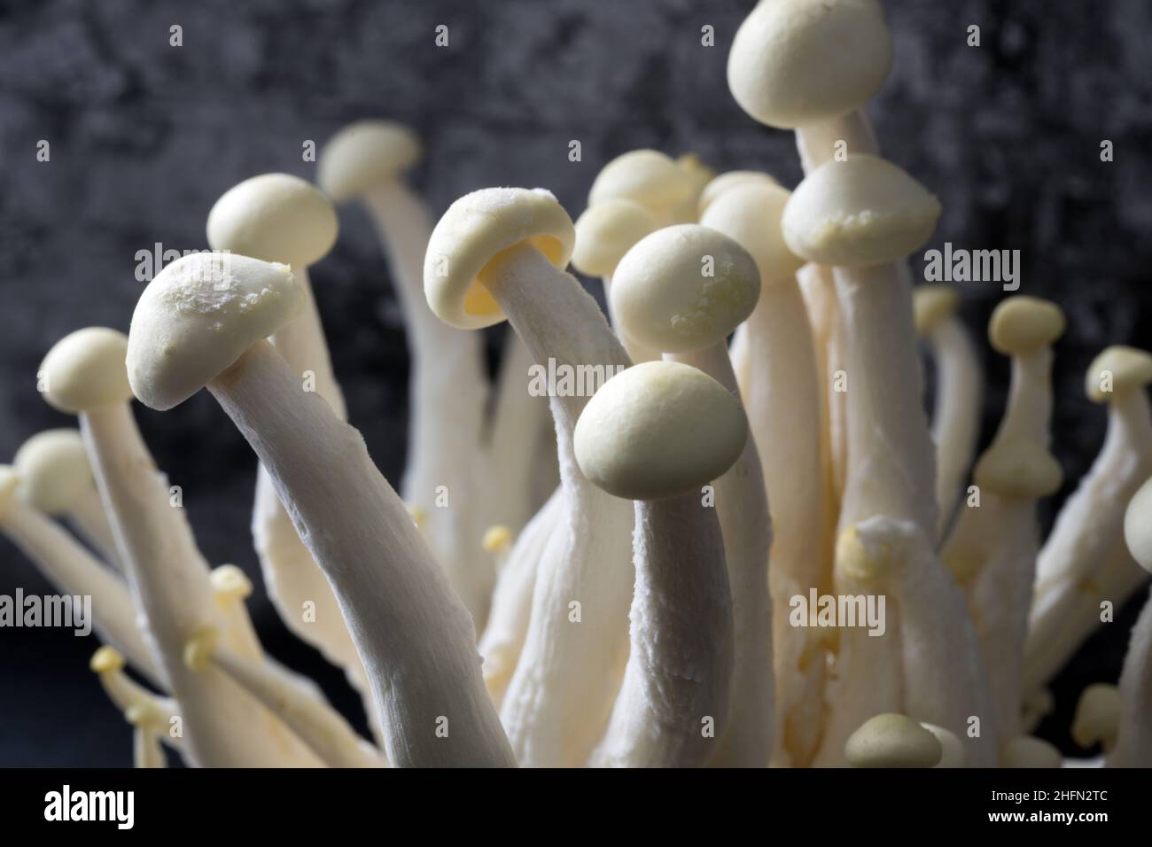 Shimeji, champignons blancs à coquille, gros plan, isolés sur fond noir, Hypsizygus testsellates, frais et crus Banque D'Images