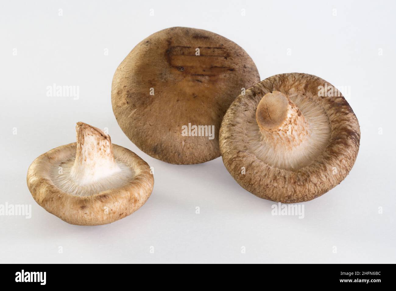Champignons d'huîtres gros plan sur fond blanc, champignons comestibles Banque D'Images