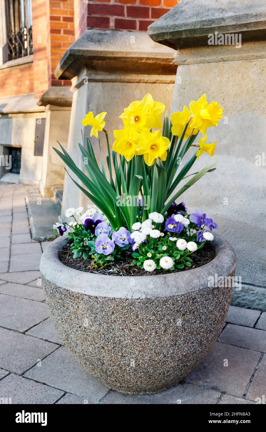 Pot avec des fleurs de jonquille et de pansy.Lit fleuri extérieur Photo  Stock - Alamy