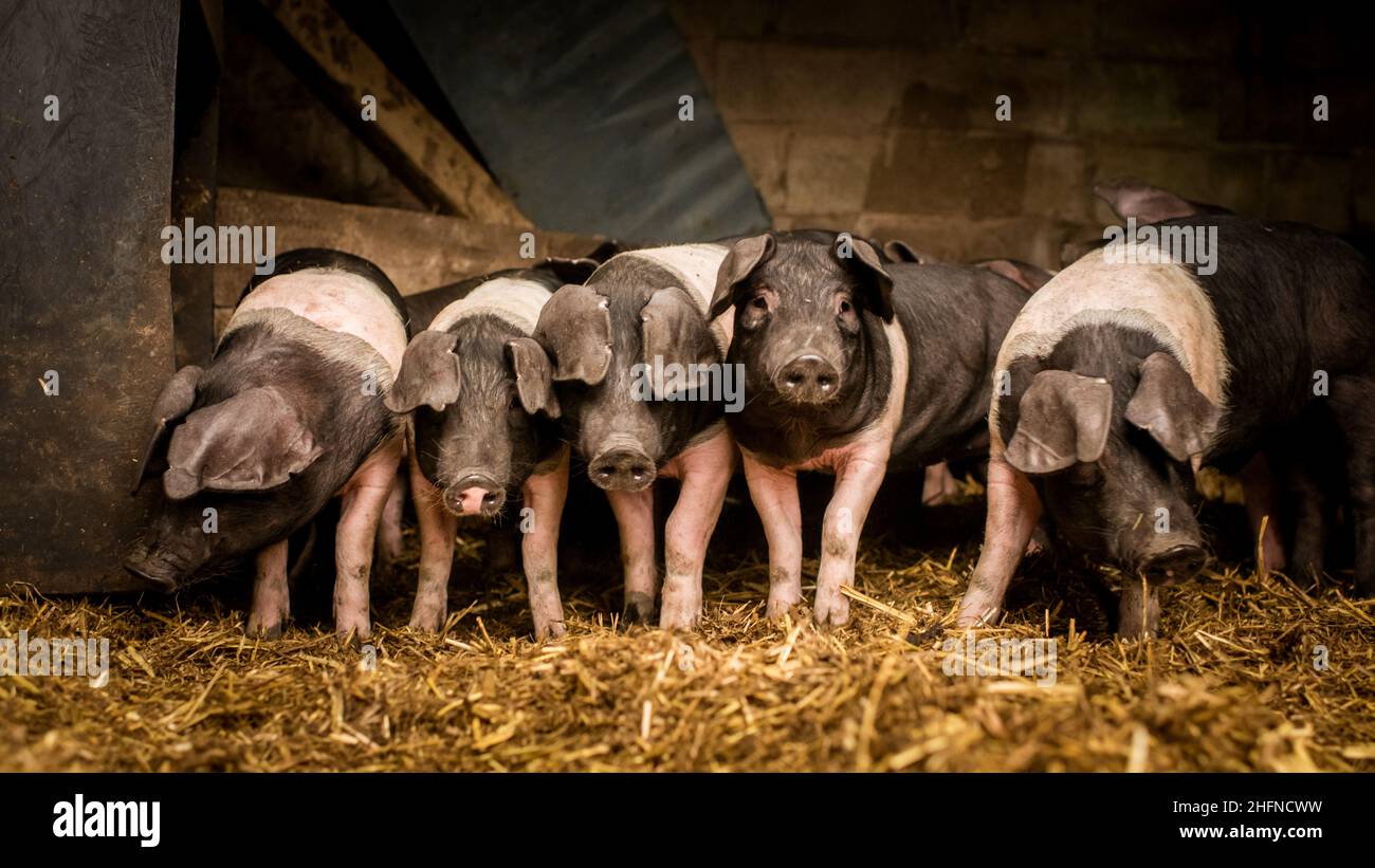 Bien-être porc sur une ferme Banque D'Images