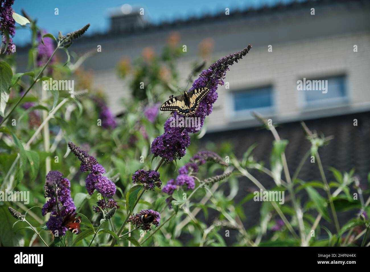 Papilio machaon, la queue jaune de l'ancien monde, papillon de la famille des Papilionidae.Magnifique papillon avec ailes noires et jaunes Banque D'Images