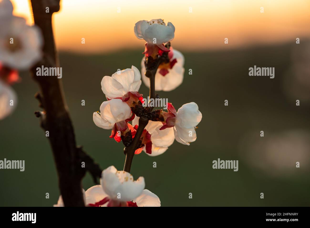 Les fruits rouges blancs fleurissent sur une petite branche au soleil avec un fond vert.Les fleurs sont photographiées de l'arrière en format paysage Banque D'Images