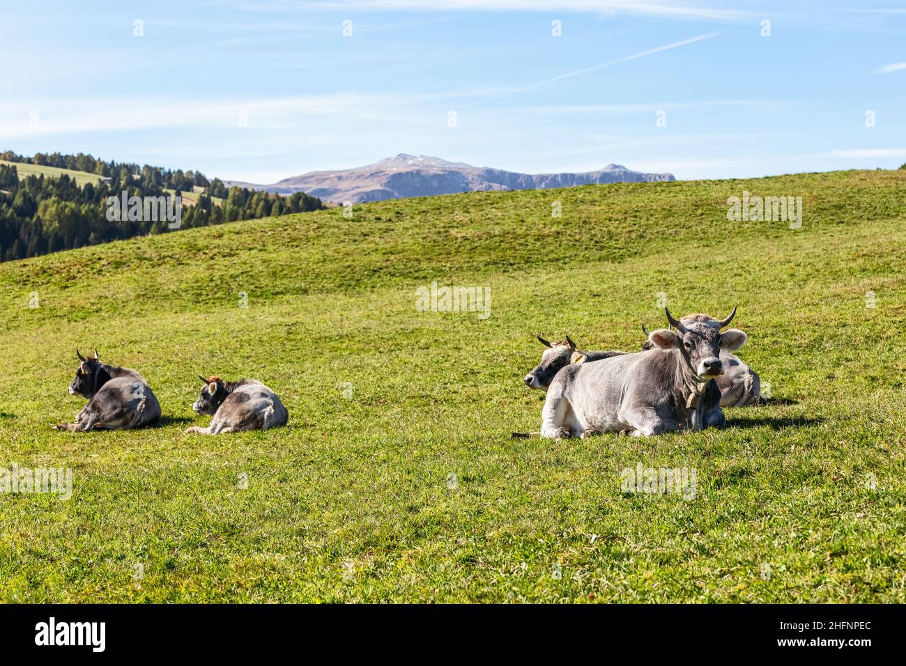Les vaches grises se trouvent sur de l'herbe verte fraîche dans un pâturage alpin en Italie Banque D'Images