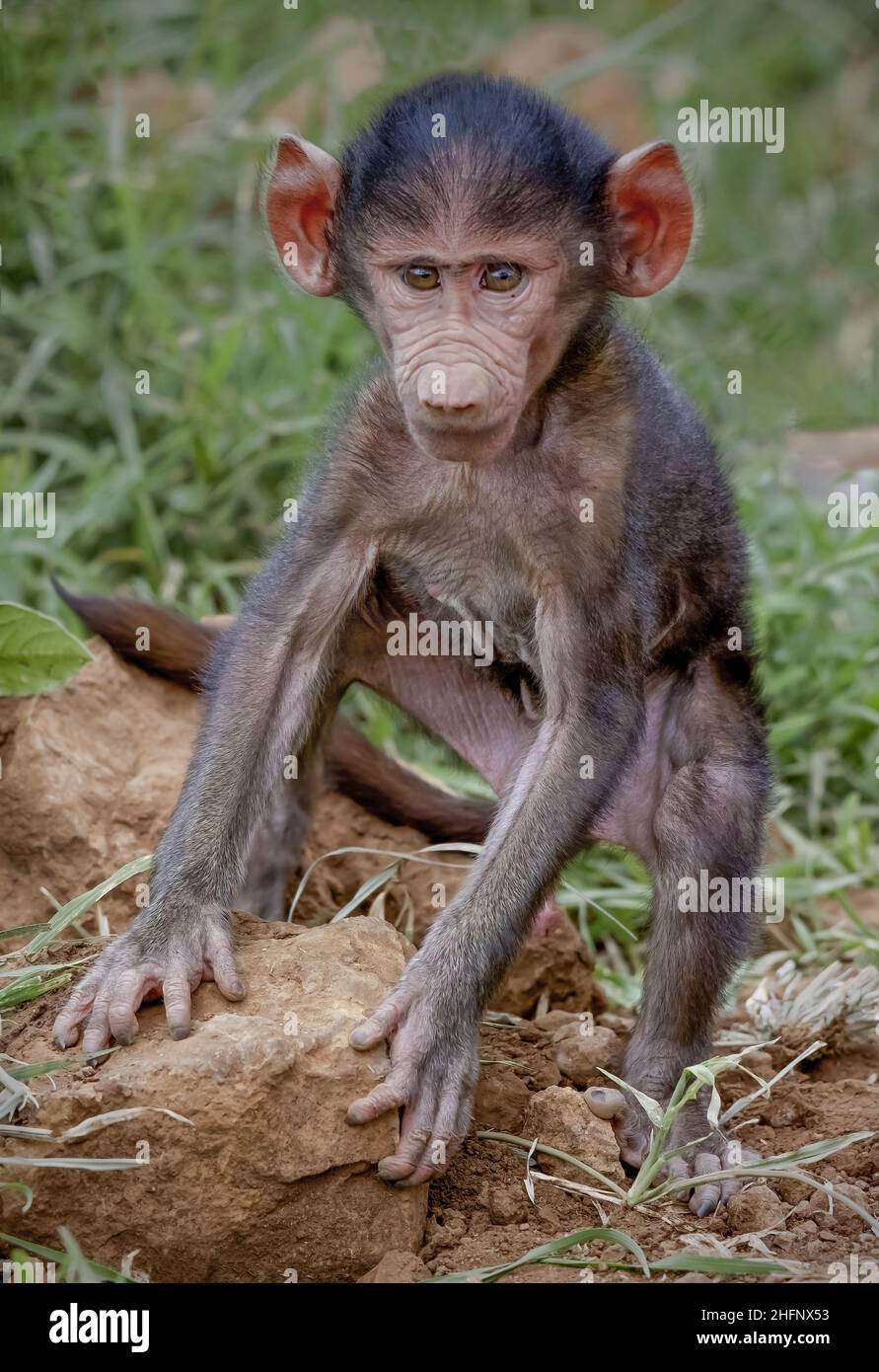 Bébé babouin d'olive (Papio anubis) essayant de soulever une roche avec une roche dans sa bouche, cratère de Ngorongoro, Tanzanie, Afrique Banque D'Images