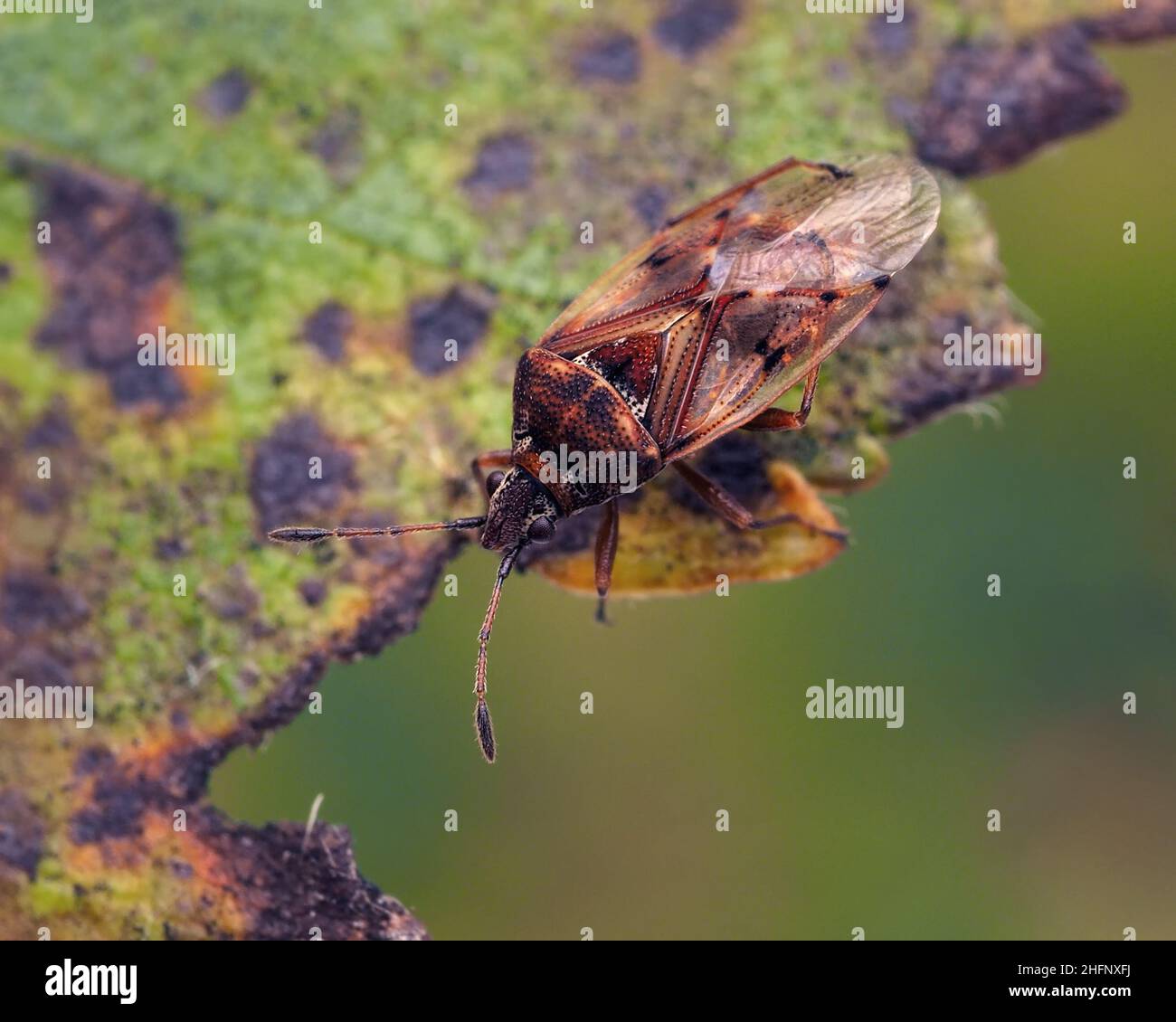 Bouleau catkin Bug (Kleidocerys resedae) perché sur la feuille de bouleau. Tipperary, Irlande Banque D'Images