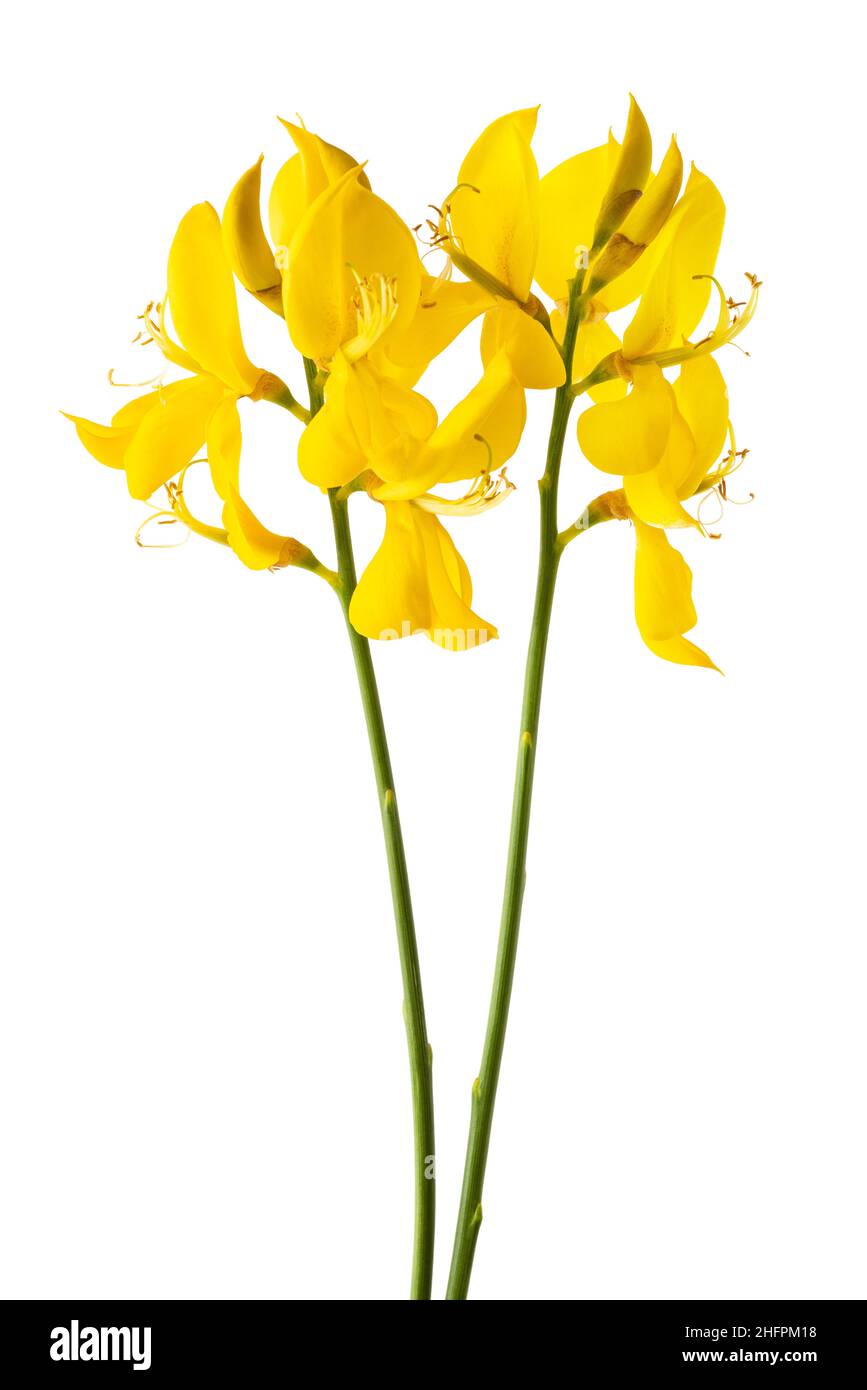 Fleurs genêt isolé sur fond blanc Banque D'Images