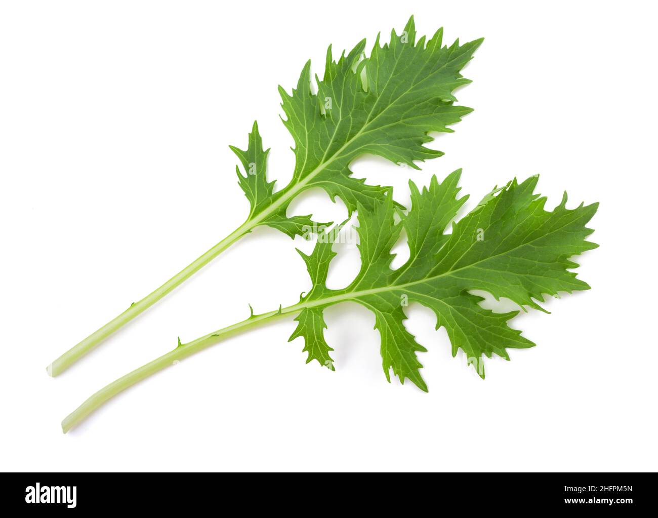 Salade Mizuna isolée sur fond blanc Banque D'Images