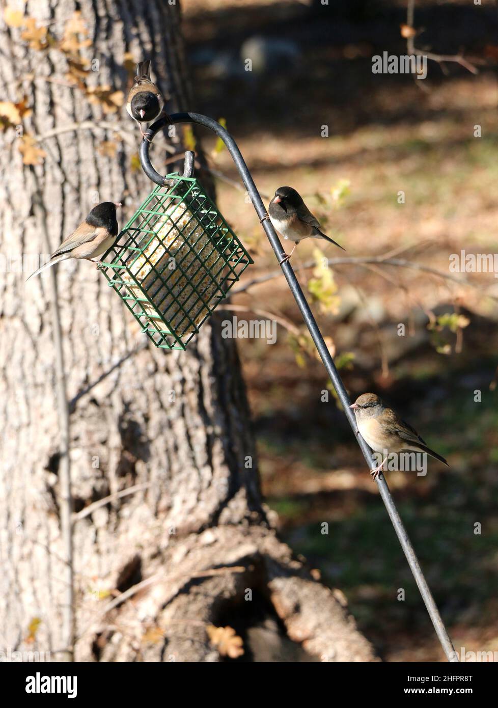 Des juncos aux yeux noirs doux se rassemblent dans un mangeoire à oiseaux de suet. Banque D'Images