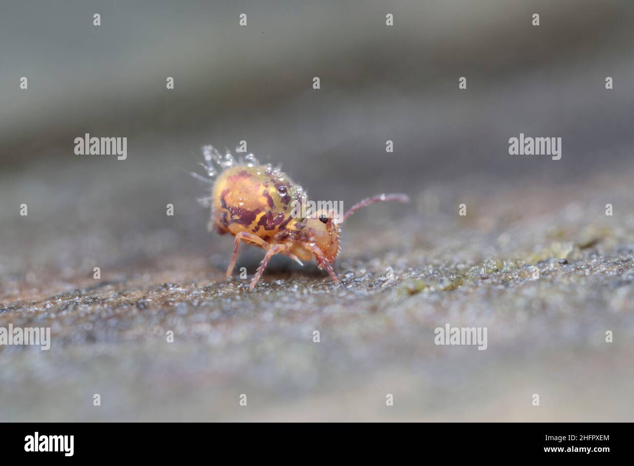 Dicyrtomina ornata, une espèce de printemps globulaire, très proche Banque D'Images