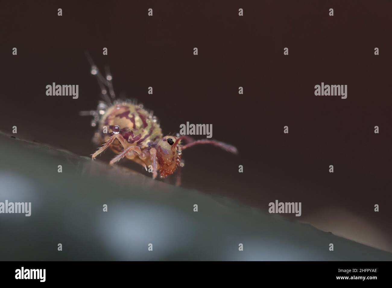 Dicyrtomina ornata, une espèce de printemps globulaire, très proche Banque D'Images