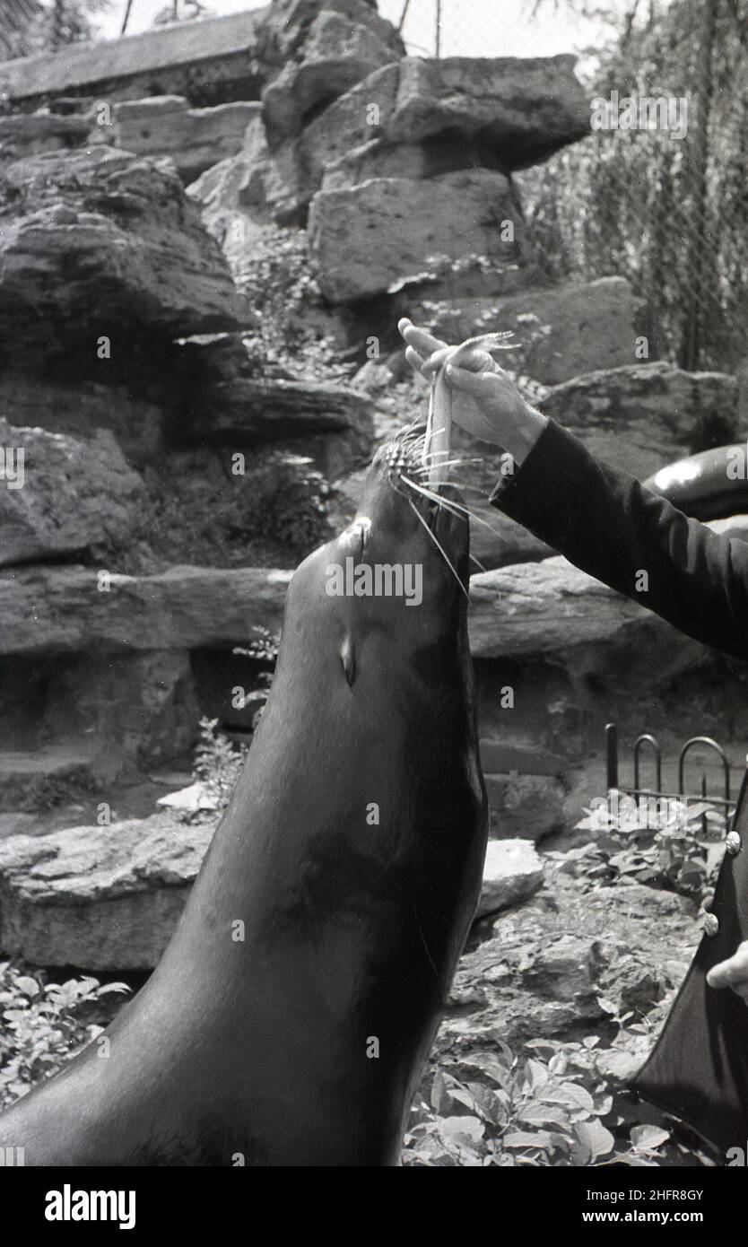 1950s, historique, le lion de phoque au zoo étant donné de la nourriture, un morceau de poisson, Angleterre, Royaume-Uni. Banque D'Images