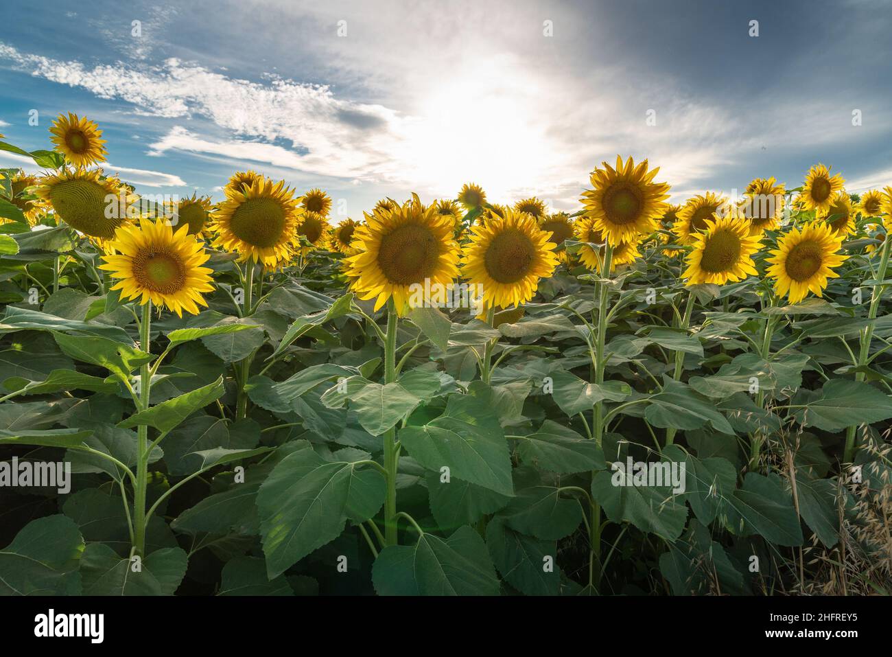 Magnifique champ romantique de tournesols en été chaud au coucher du soleil Banque D'Images