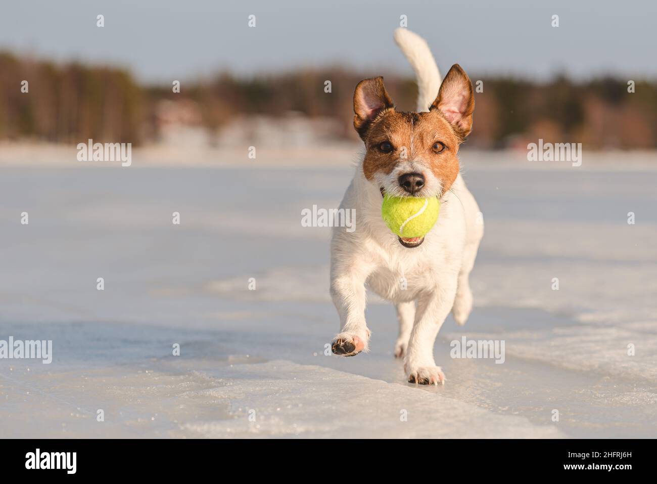 Drôle de chien porte dans la bouche balle de tennis courir sur la glace glissante du lac gelé le jour d'hiver ensoleillé Banque D'Images