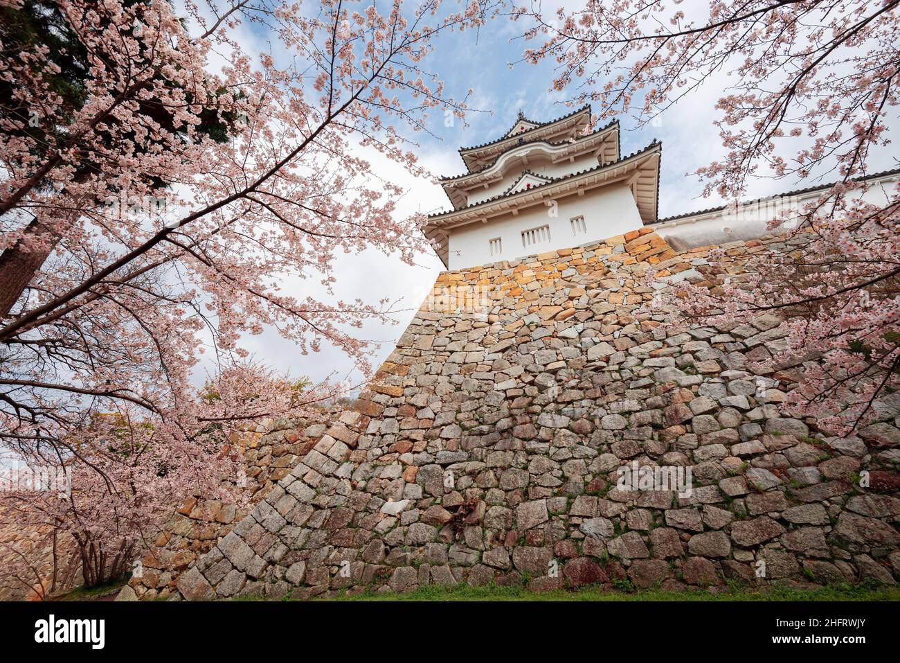 Akashi, Japon au château d'Akashi avec des cerisiers en fleurs au printemps. Banque D'Images