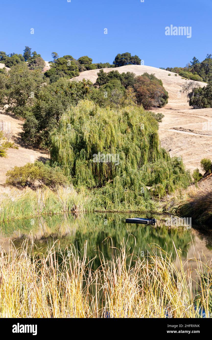 Mendocino Comté de Coutryside, Californie, États-Unis Banque D'Images