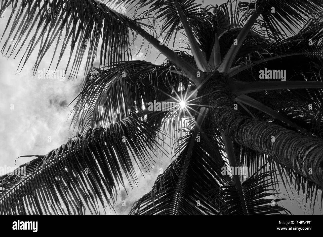 Une photo d'art noir et blanc de palmiers contre le ciel, Hawaï Banque D'Images