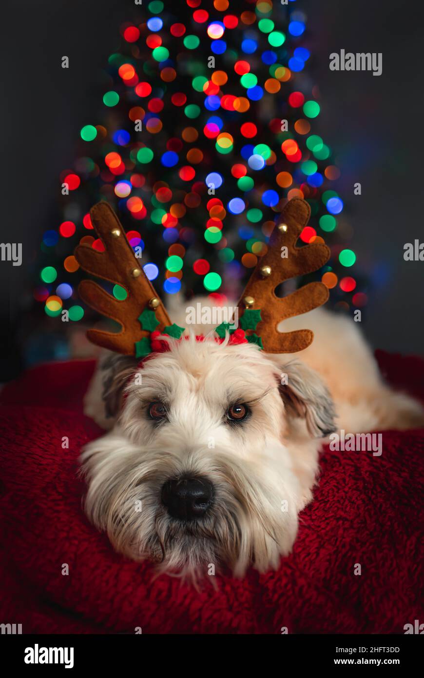 Portrait de chien mignon portant des bois devant l'arbre de noël. Banque D'Images