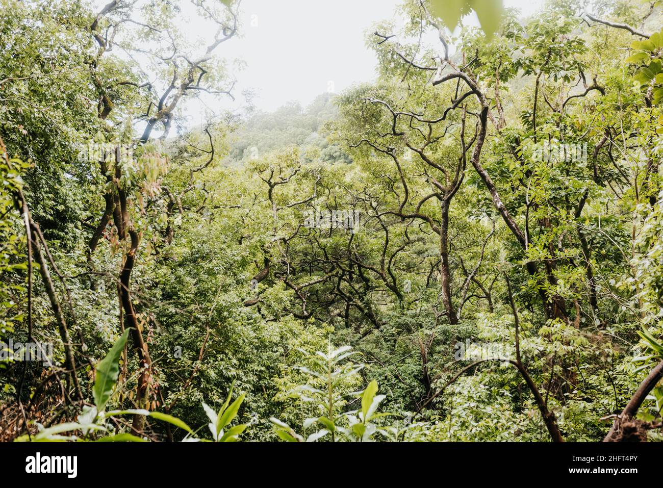 Vue sur les sommets des arbres dans une forêt hawaïenne luxuriante et dense en été Banque D'Images