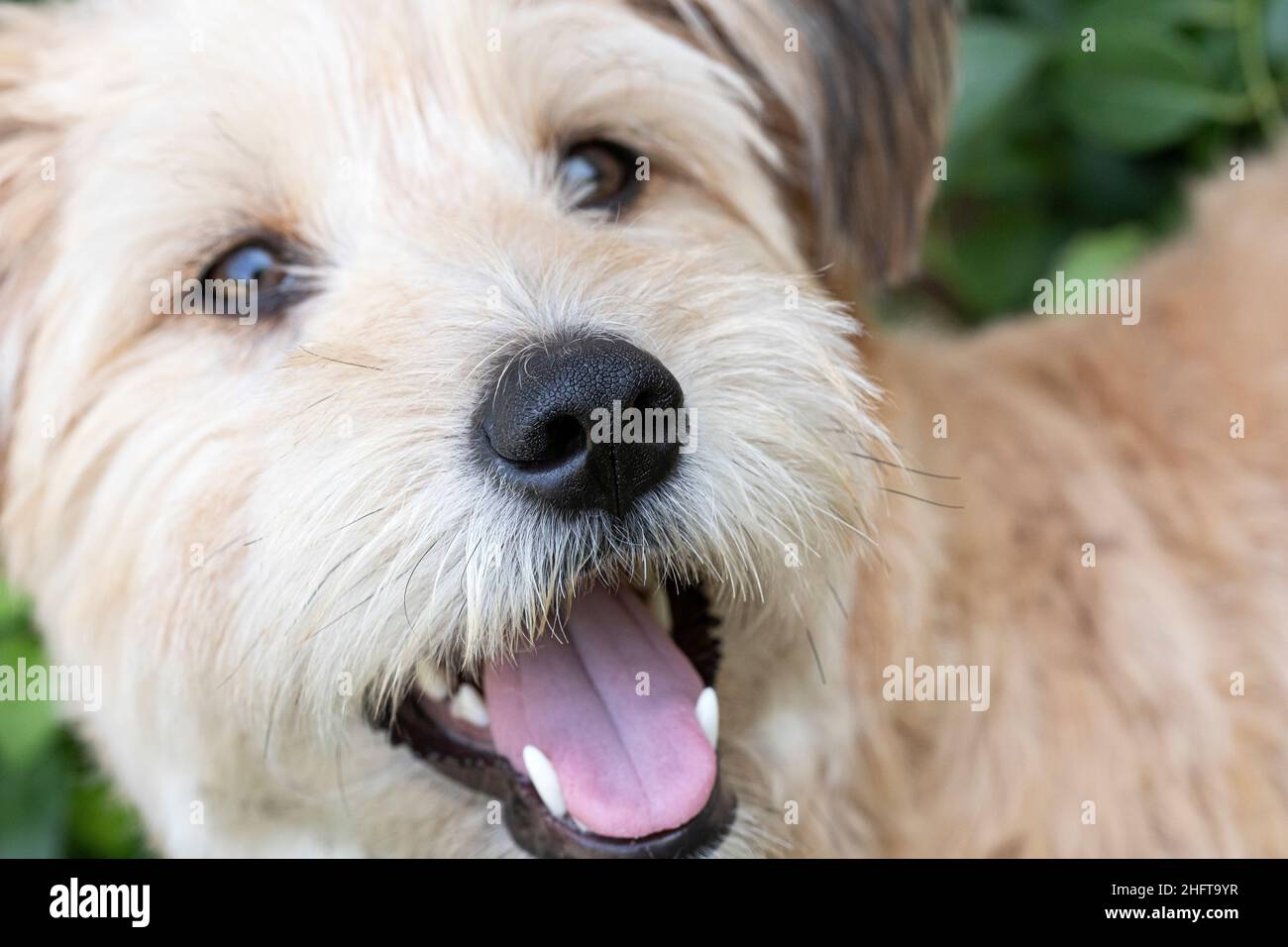 Chien mixte, Banque D'Images