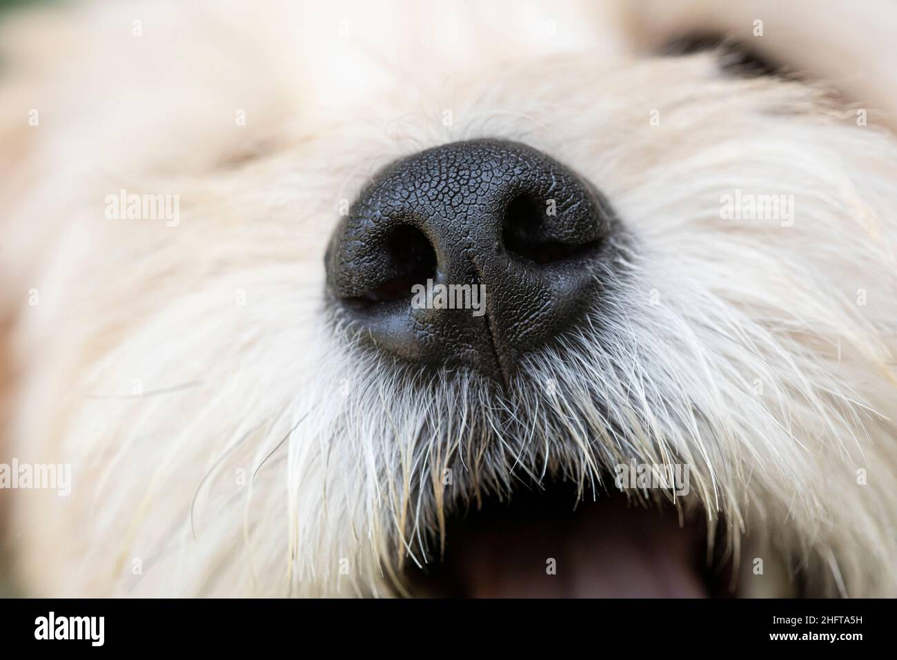 Chien mixte, gros plan sur le nez Banque D'Images