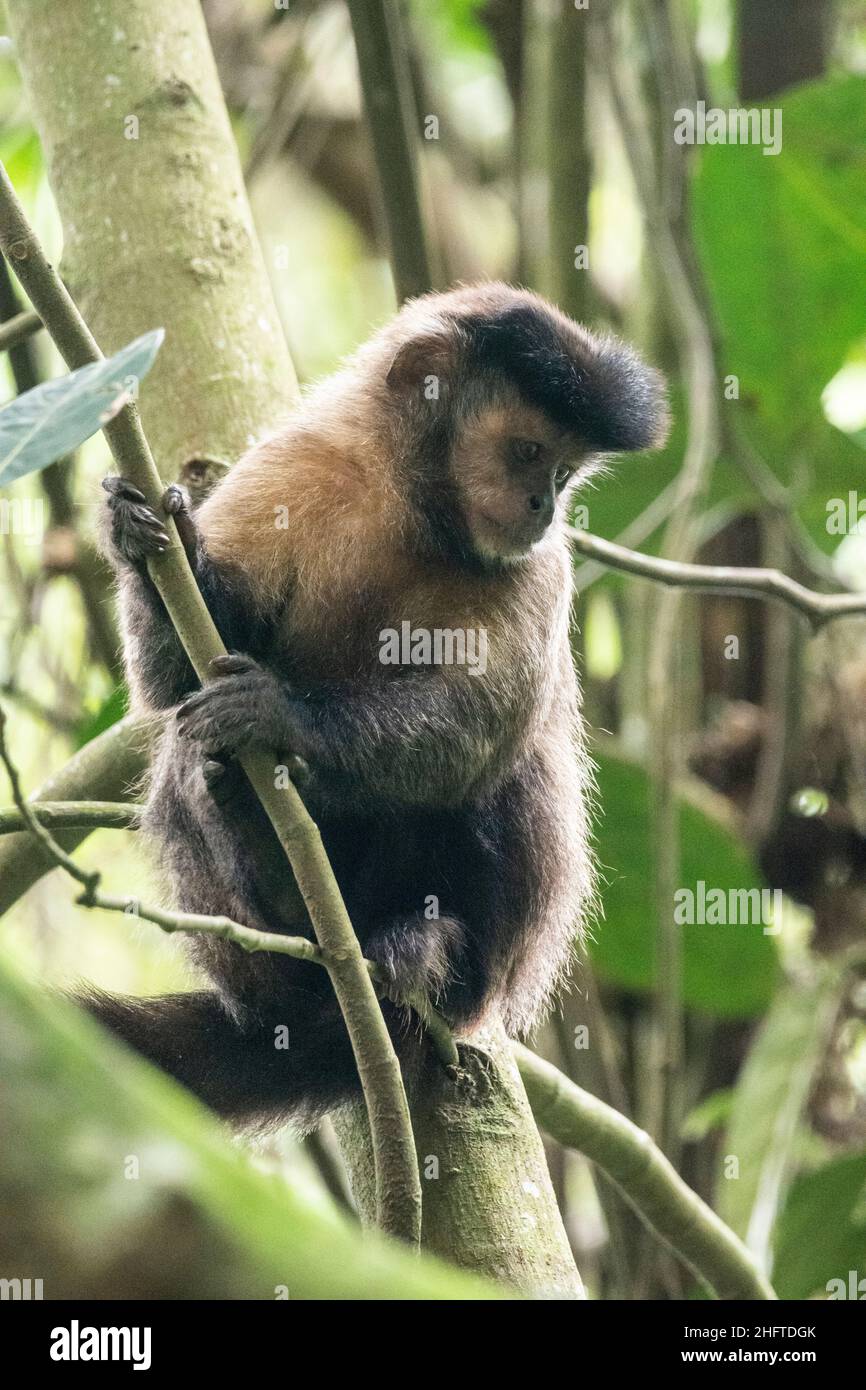 Magnifique vue sur le singe capucin sur un arbre vert de la forêt tropicale Banque D'Images