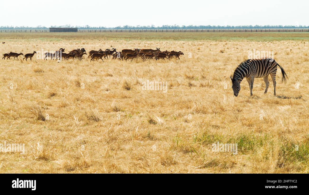 Zèbre et troupeau de cerfs sur une savane brune sèche et vue sur le pâturage. Animal vigilant pendant qu'il mange Banque D'Images