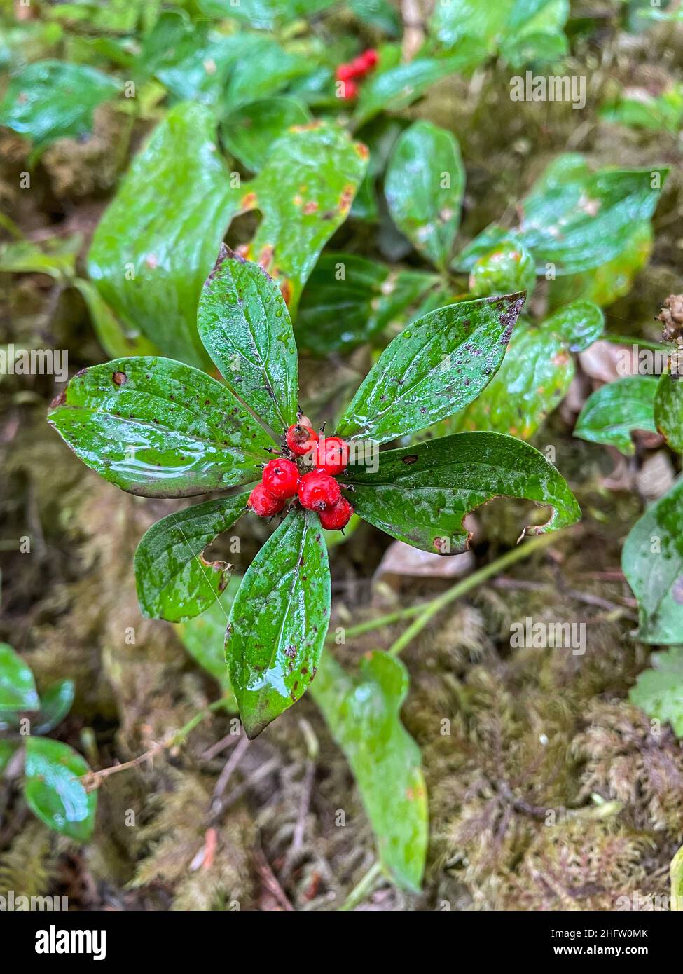 La baie de Cornus canadensis est une espèce de plante à fleurs de la famille des cornouillers, originaire de l'Asie de l'est (Japon, Corée, Nord-est du Chin) Banque D'Images