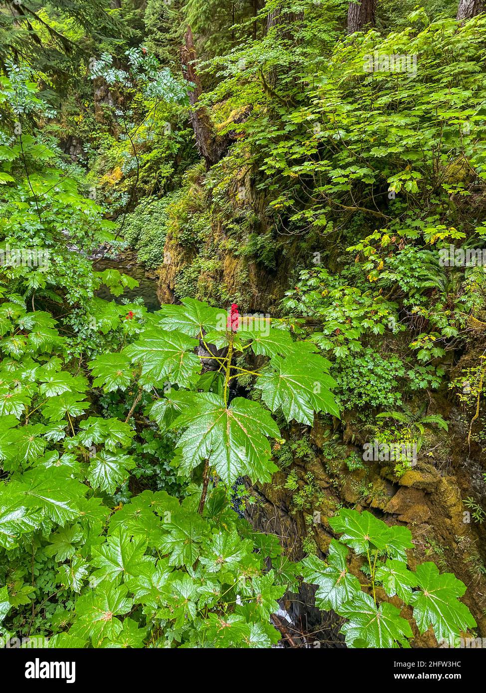 Le club du diable ou le bâton de randonnée du diable (Oplopanax horridus) est un grand arbuste de sous-étage originaire des forêts tropicales arboriales du Nord-Ouest du Pacifique. Banque D'Images