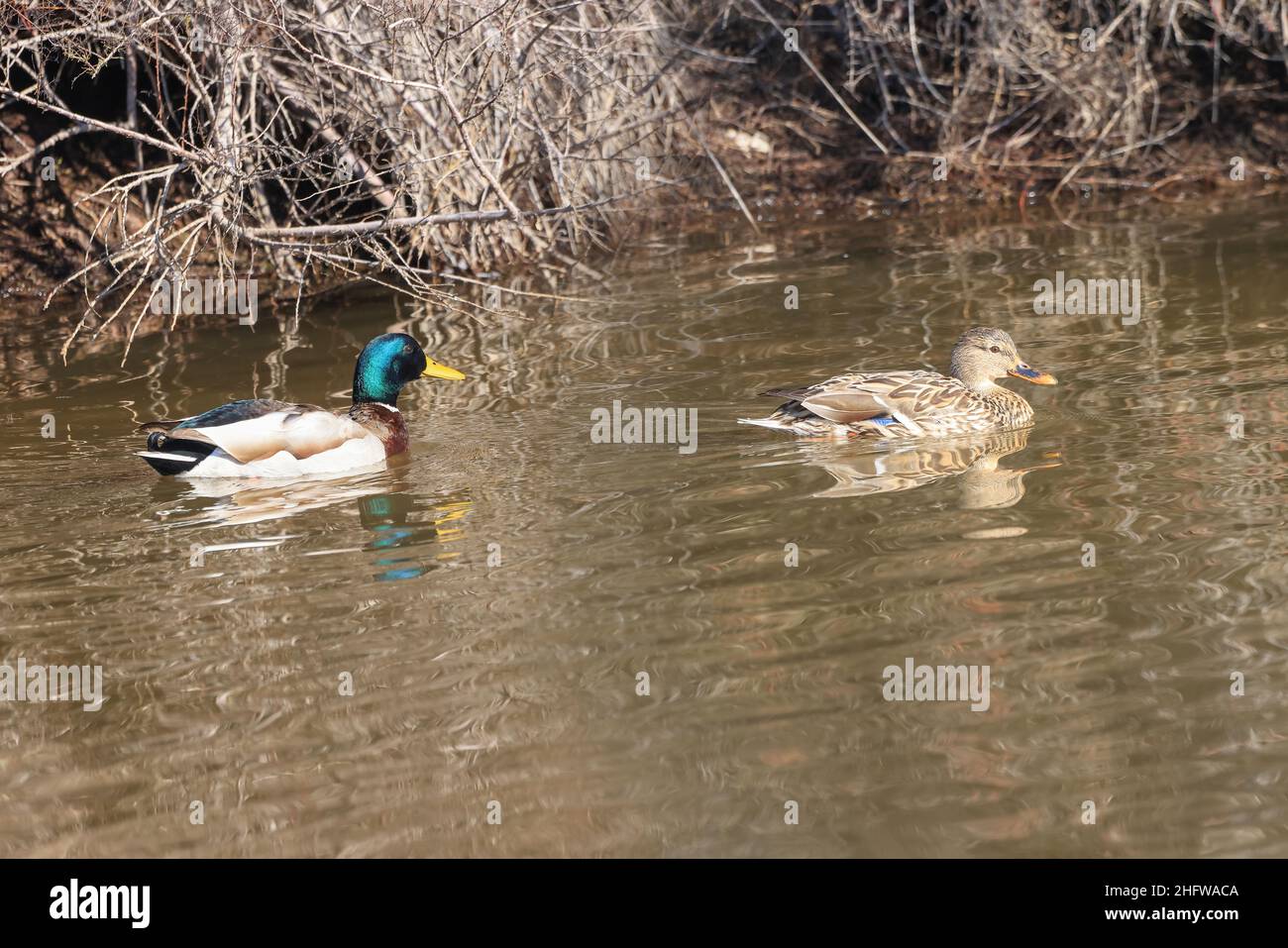 Malard mâle et femelle ou canard sauvage (Anas platyrhynchos) nageant dans un étang Banque D'Images