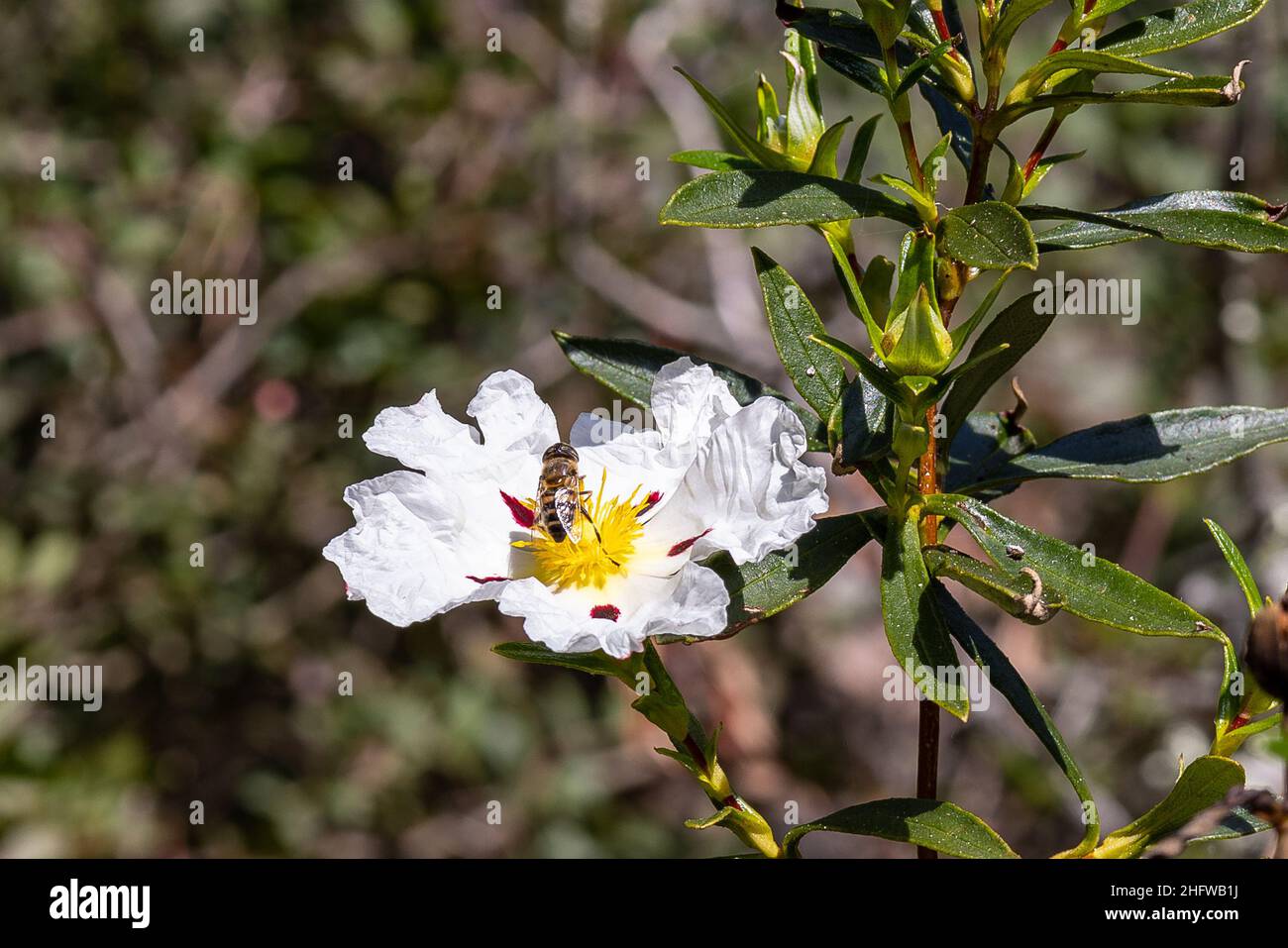 L'abeille européenne, Apis mellifera, plus de ciste blanc à fleurs printemps méditerranéen, Cistus salviifolius noms communs, à feuilles de sauge-rock rose, ciste salvia Banque D'Images