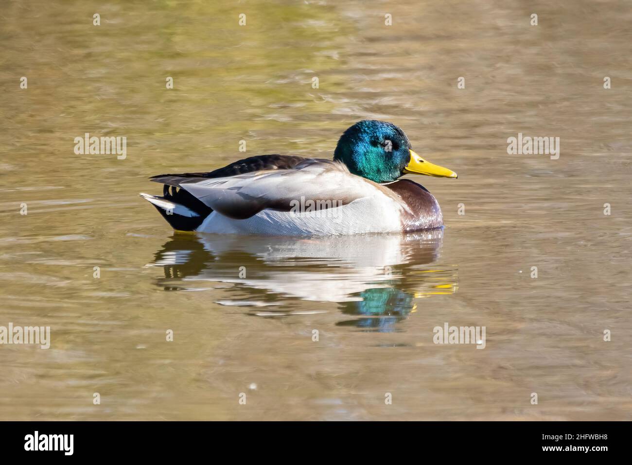 Homme de canard colvert ou sauvage (Anas platyrhynchos) Banque D'Images