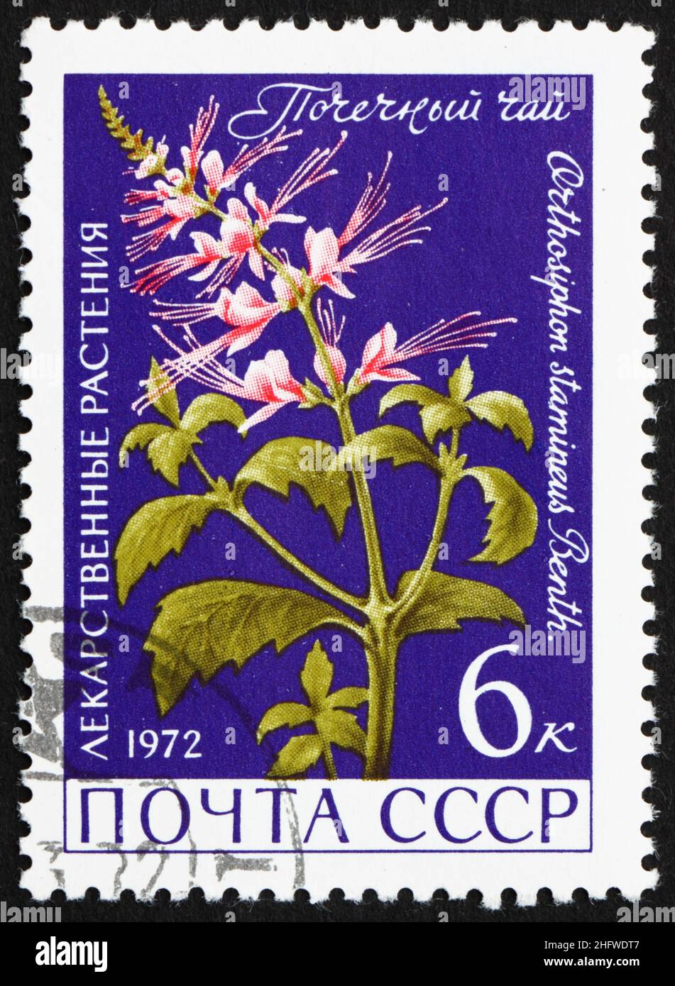 RUSSIE - VERS 1972: Un timbre imprimé en Russie montre Java Tea, Orthosiphon Stamineus, Herb, vers 1972 Banque D'Images