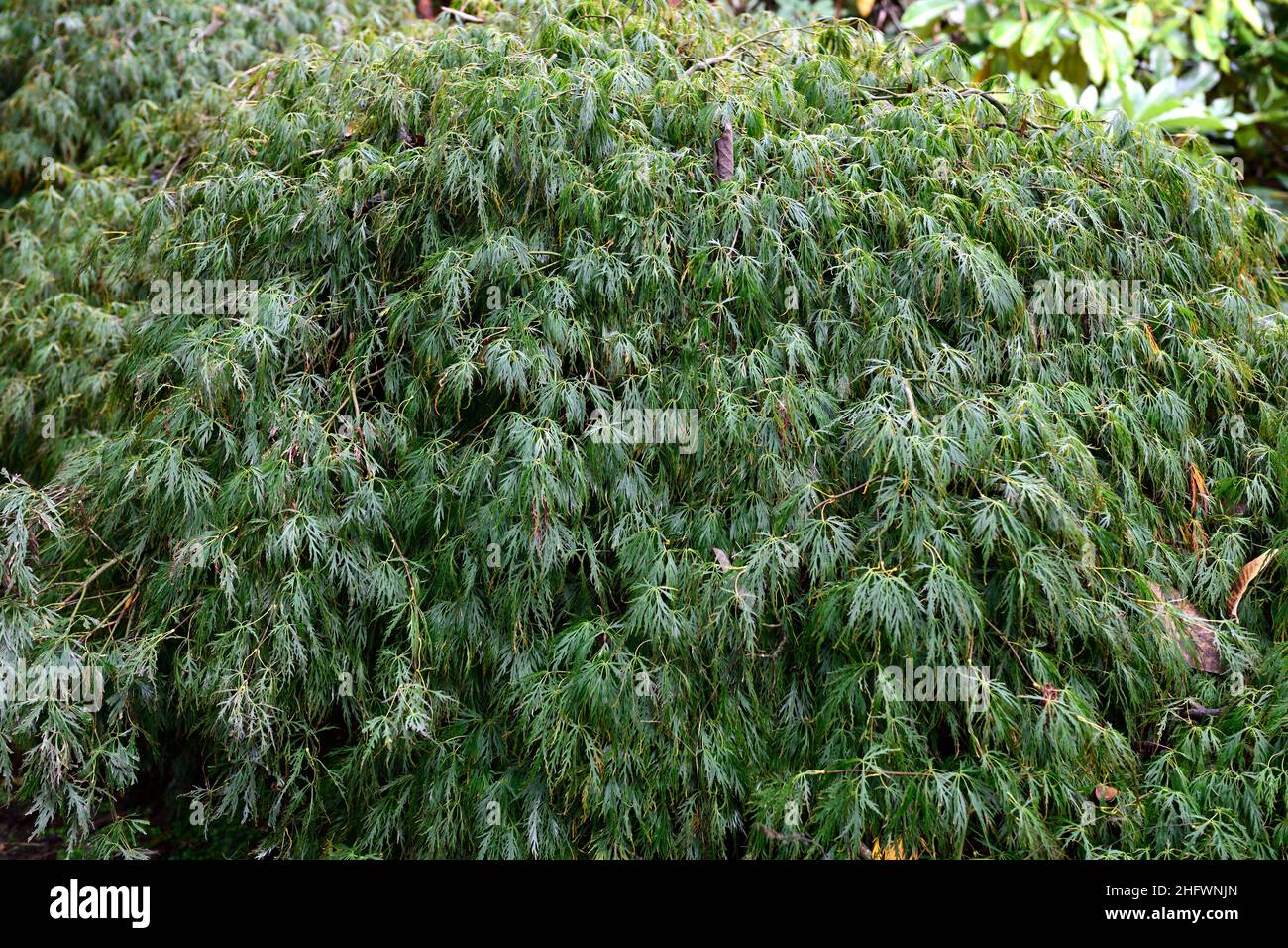 acer palmatum dissectum viridis,laceleaf acer,acers,vert,lime,feuilles,feuillage,ornemental,arbre,arbres,jardin,RM Floral Banque D'Images