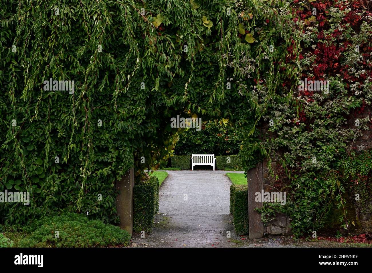Chemin de jardin menant sous l'arc couvert de wisteria à l'assise, siège blanc, blanc, banc, sièges, jardin secret, jardins, RM Floral Banque D'Images