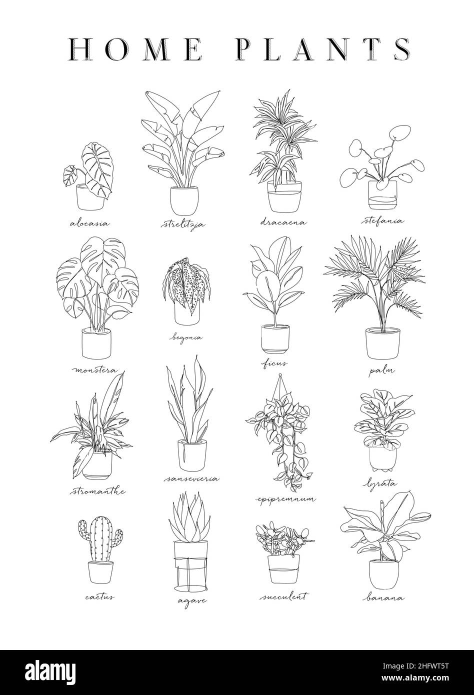 Affiche maison plantes dans le style linéaire alocasia, strelitzia, dracaena, stefania, monstre,begonia, ficus, palmier, strommanthe, épipremnum,lädli, bädli, ag Illustration de Vecteur