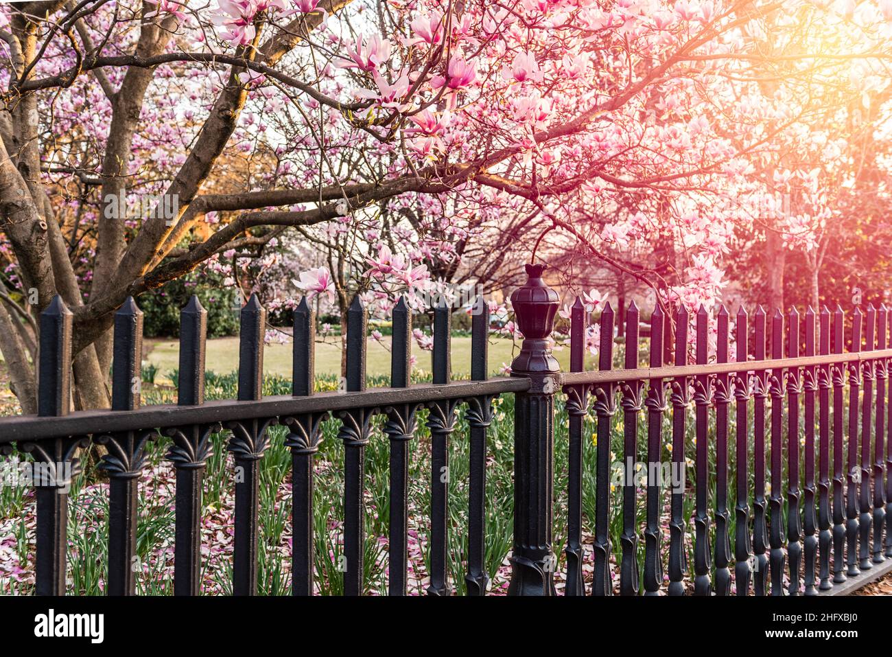 Clôture Castiron et soucoupe Magnolias au crépuscule au printemps. Banque D'Images