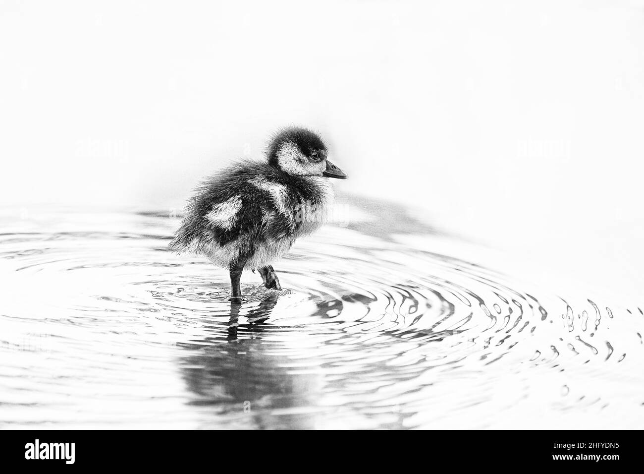 Oiseaux étonnants d'Israël, oiseaux de la Terre Sainte Banque D'Images