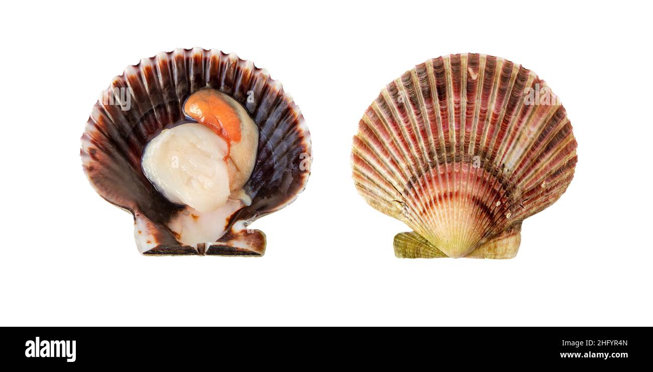 Mollusque de pétoncle variégé dans la coquille isolée sur blanc.Chlamys varia Banque D'Images