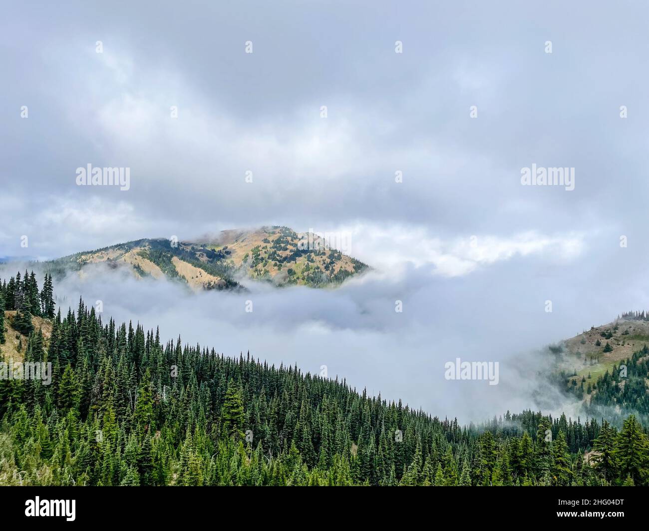 Hurricane Ridge est une région montagneuse du parc national olympique de Washington.À environ 18 km (29 miles) par la route de Port Angeles, la crête est op Banque D'Images