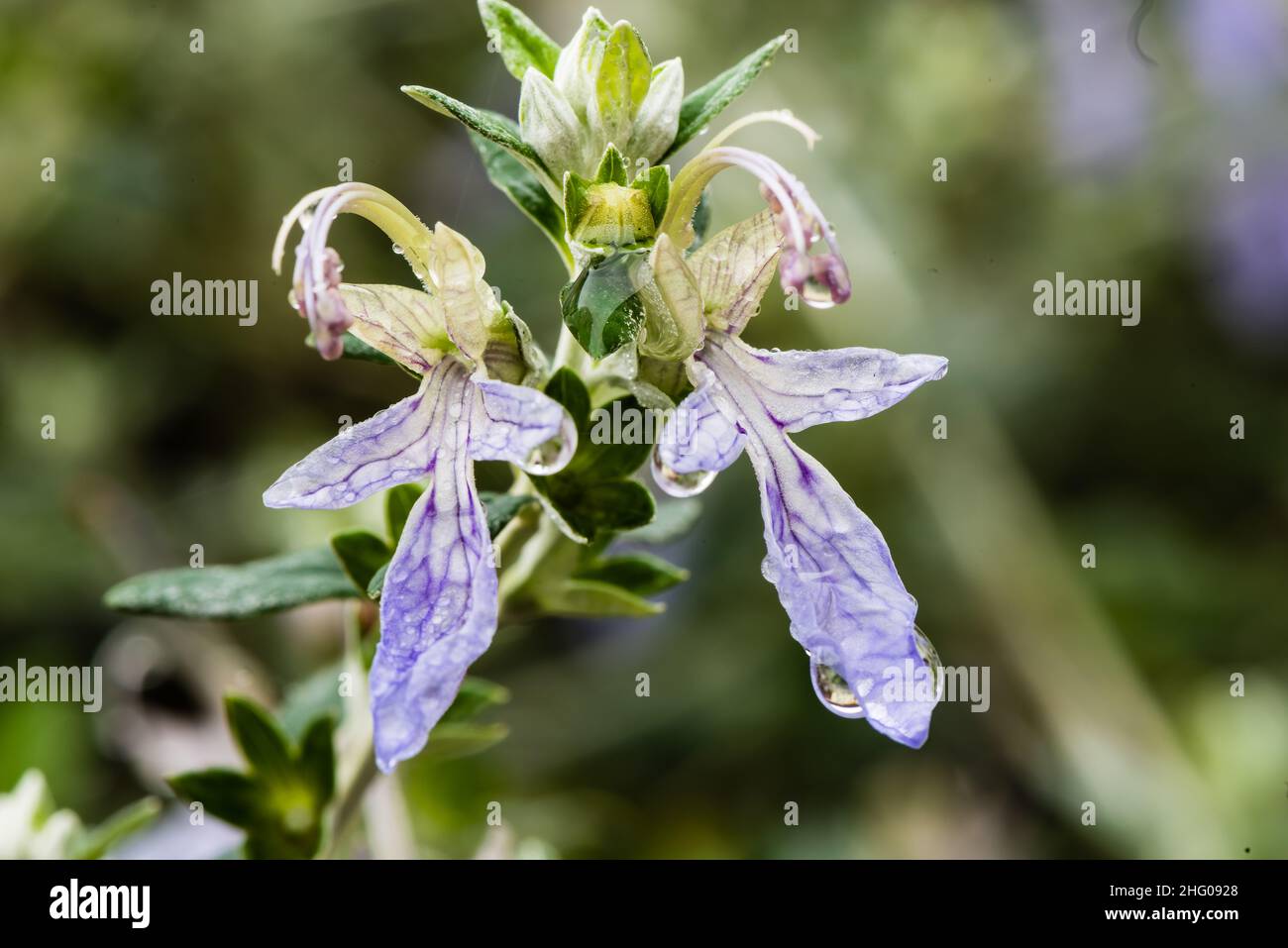 Le Teucrium Fruticans fleurit en hiver dans un jardin de campagne du Devon. Banque D'Images