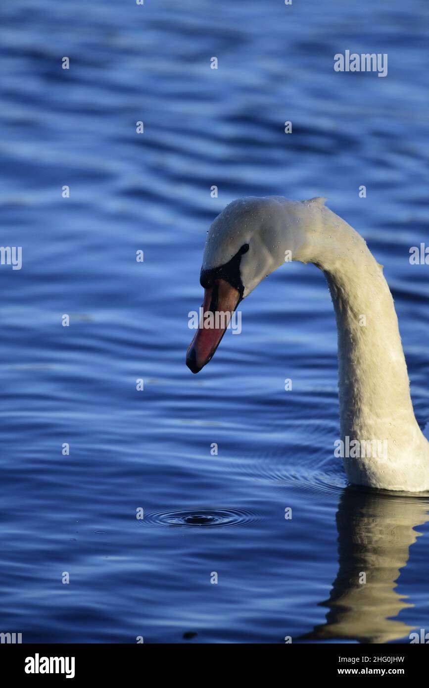 Muet les cygnes sur un Loch écossais Banque D'Images