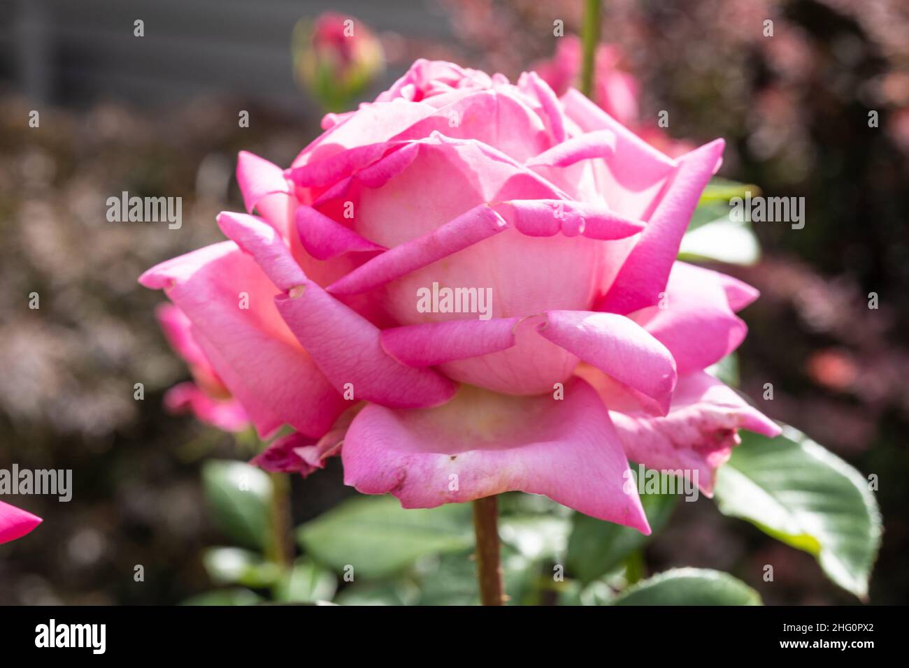 La rose galloise (Rosa gallica) est une espèce de plante à fleurs de la famille des roses, originaire du sud et du centre de l'Europe à l'est de la Turquie et du Cauca Banque D'Images
