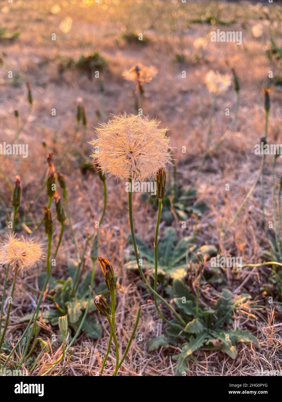 Le Catsear (Hypochaeris radicata) est une plante comestible vivace, de faible hauteur, souvent présente dans les pelouses. Banque D'Images