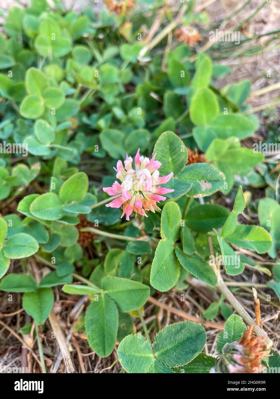 Le trèfle rouge (Trifolium pratense) est une espèce herbacée de plantes à fleurs de la famille des haricots Fabaceae, originaire d'Europe, d'Asie occidentale et du nord-ouest A. Banque D'Images