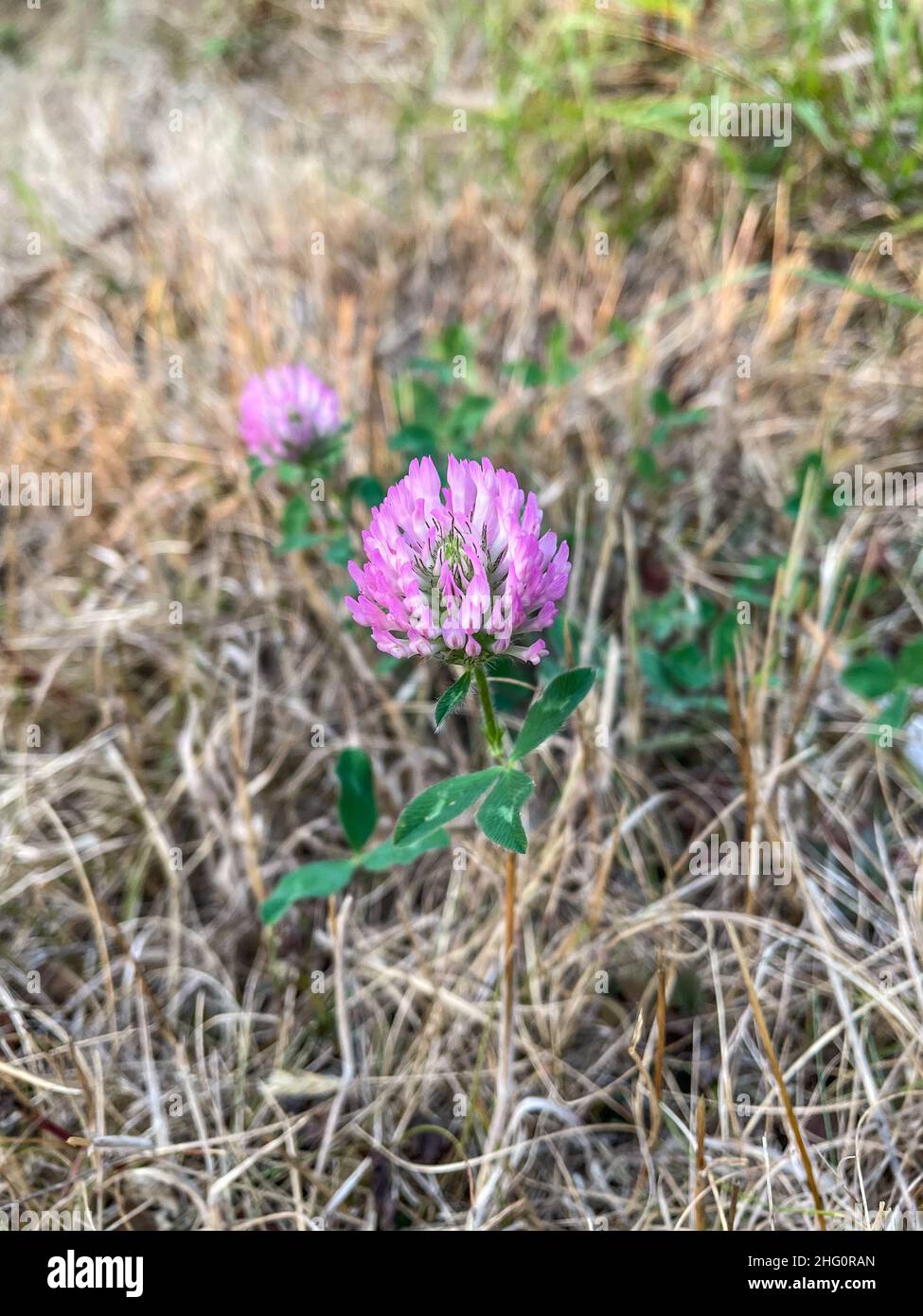 Le trèfle rouge (Trifolium pratense) est une espèce herbacée de plantes à fleurs de la famille des haricots Fabaceae, originaire d'Europe, d'Asie occidentale et du nord-ouest A. Banque D'Images