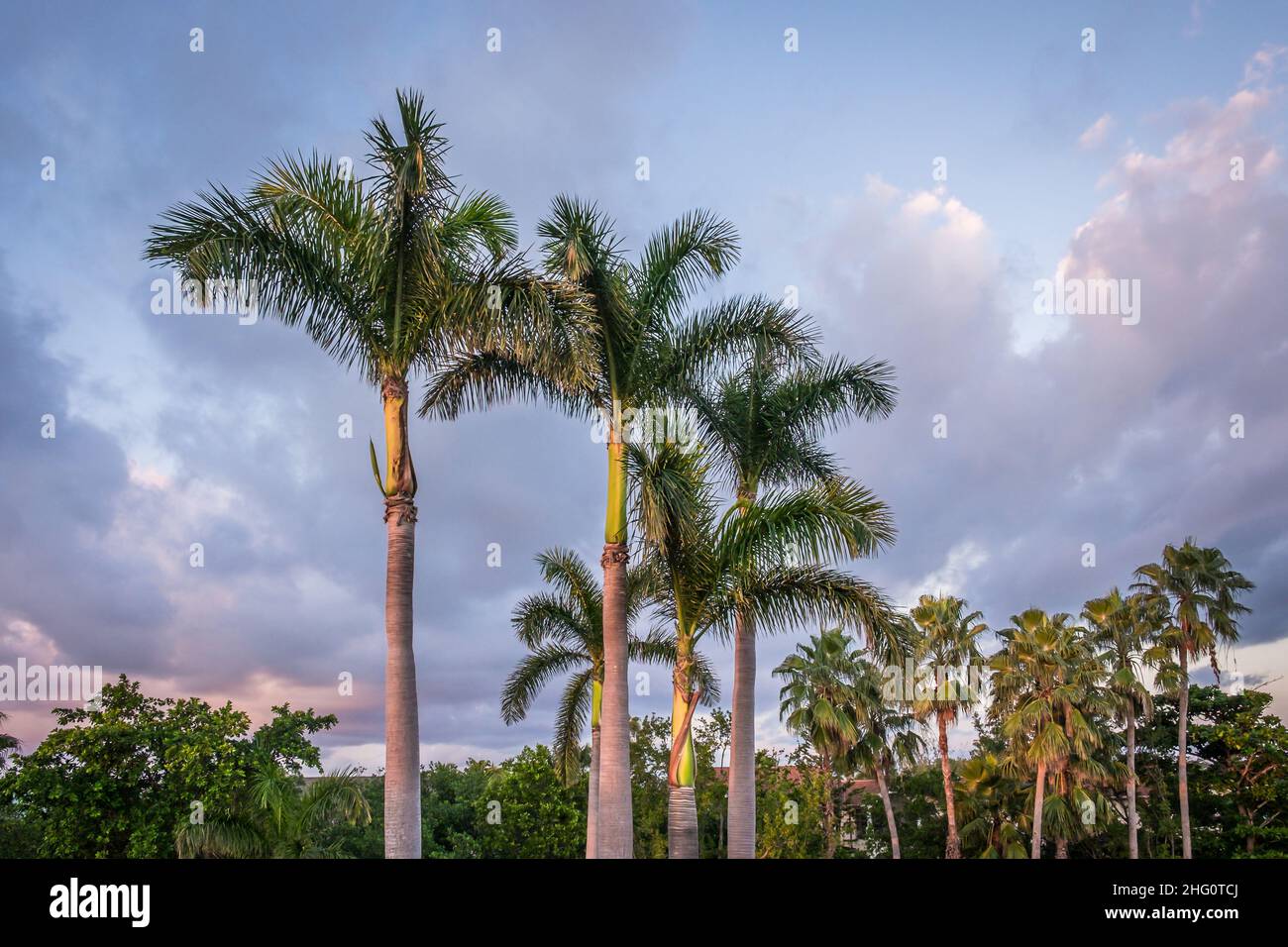 Le palmier se trouve sur un parcours de golf redondant au coucher du soleil, Grand Cayman, îles Caïman Banque D'Images