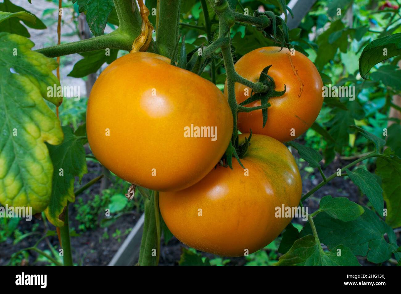 Les tomates jaunes poussent dans des petits pains dans le jardin Banque D'Images