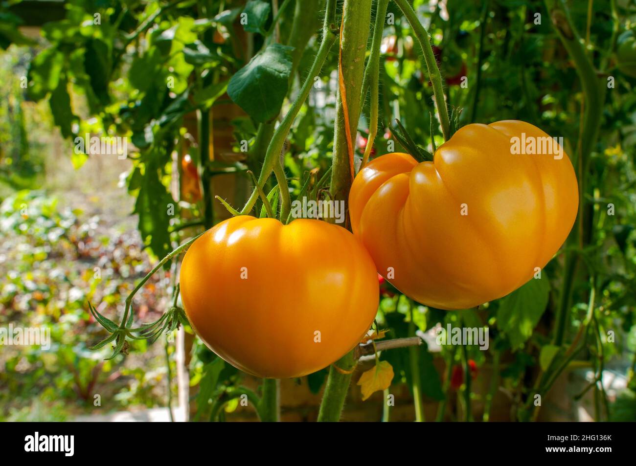 Les tomates jaunes poussent dans des petits pains dans le jardin Banque D'Images